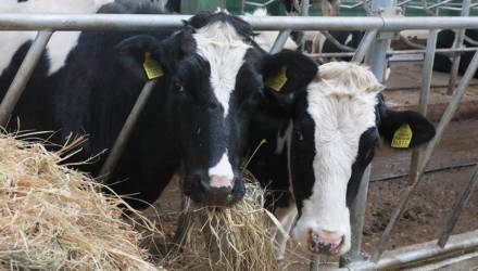 В Беларуси зарегистрирована собственная порода коров