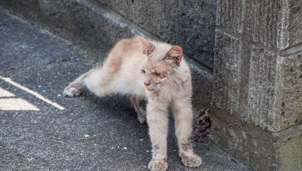 Погибающий кот пришёл к дому фотографа, и это изменило его жизнь раз и навсегда: фото преображения