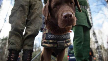 В Гомеле снова "заминировали" более 10 школ за раз
