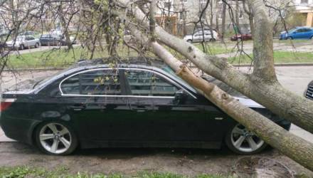 В Гомельской области из-за сильного ветра падали деревья