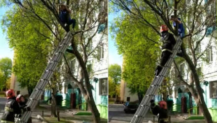 Не только котики. В Гомеле спасатели снимали с дерева 12-летнюю школьницу