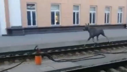 На ж/д вокзале в Гомеле заметили лося. И он стал символом всех опаздывающих на поезд