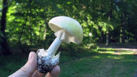 Специалисты рассказали гомельчанам, как пойти в лес за грибами и не умереть