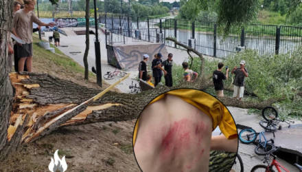 В гомельском скейт-парке на набережной рухнуло дерево