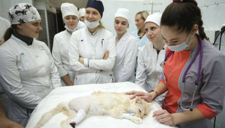 Белорусские ветеринары вживили протез кошке, потерявшей лапку