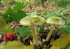 Два смертельных случая отравления грибами произошли в Гомельской области
