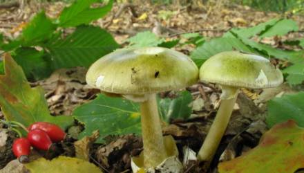 Два смертельных случая отравления грибами произошли в Гомельской области