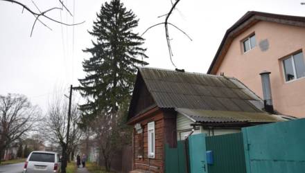 В Гомеле на улице Котовского растёт царь-ёлка. Ей более 100 лет