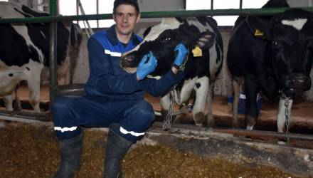Под Гомелем парень за 11 месяцев надоил в среднем с одной коровы более 10 тонн молока