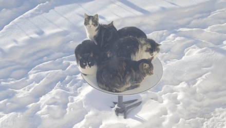 В Канаде стоящую на земле спутниковую тарелку Starlink «захватили» коты — они греются на ней и мешают ловить интернет