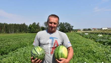 Игорь Гринько в течение трёх лет добивается проведения света к своему личному подсобному хозяйству по выращиванию арбузов под Гомелем