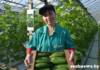 КСУП «Тепличное»: гомельские прилавки уже пополняются новым урожаем овощей