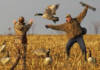 В Беларуси с 12 марта стартует весенний сезон охоты на уток и гусей