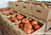 КСУП «Тепличное»: свои помидоры нового урожая уже с начала апреля поступили в торговую сеть Гомельщины