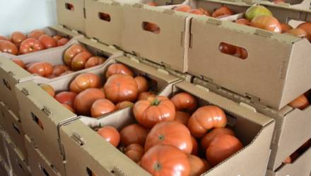 КСУП «Тепличное»: свои помидоры нового урожая уже с начала апреля поступили в торговую сеть Гомельщины