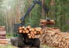 Деловая древесина по цене дров. На Гомельщине арестовали бывшего директора лесхоза