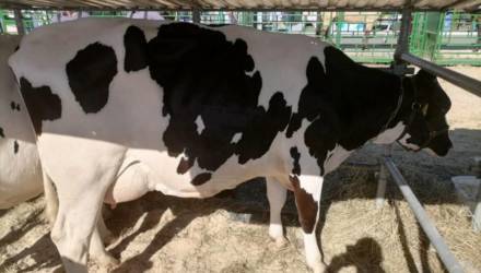 Корова-рекордсмен из Гомельской области даёт в сутки 43 литра молока
