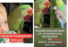 В Гомеле потерялся большой зеленый попугай Укропчик, за которого обещают 500 рублей вознаграждения