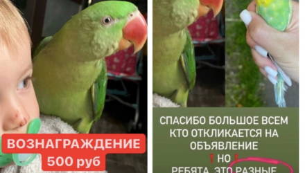 В Гомеле потерялся большой зеленый попугай Укропчик, за которого обещают 500 рублей вознаграждения
