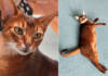 В Гомеле потерялся рыжий кот редкой породы. Кто найдёт – заплатят 500 рублей