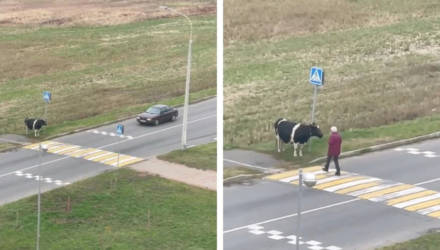 Корова из Гомельской области взорвала Tik-Tok – она всегда переходит дорогу по пешеходному переходу