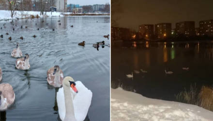 На сельмашевском озере осталась на зимовку целая семья лебедей. "Замерзнут же! Как им помочь?" – волнуются гомельчане