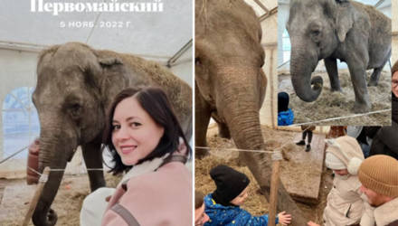 Плюсик в карму: жители Гомельщины помогают застрявшей в белорусской зиме слонихе