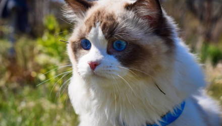 8 невероятно преданных пород кошек, которые спасут от одиночества даже самых несчастных людей