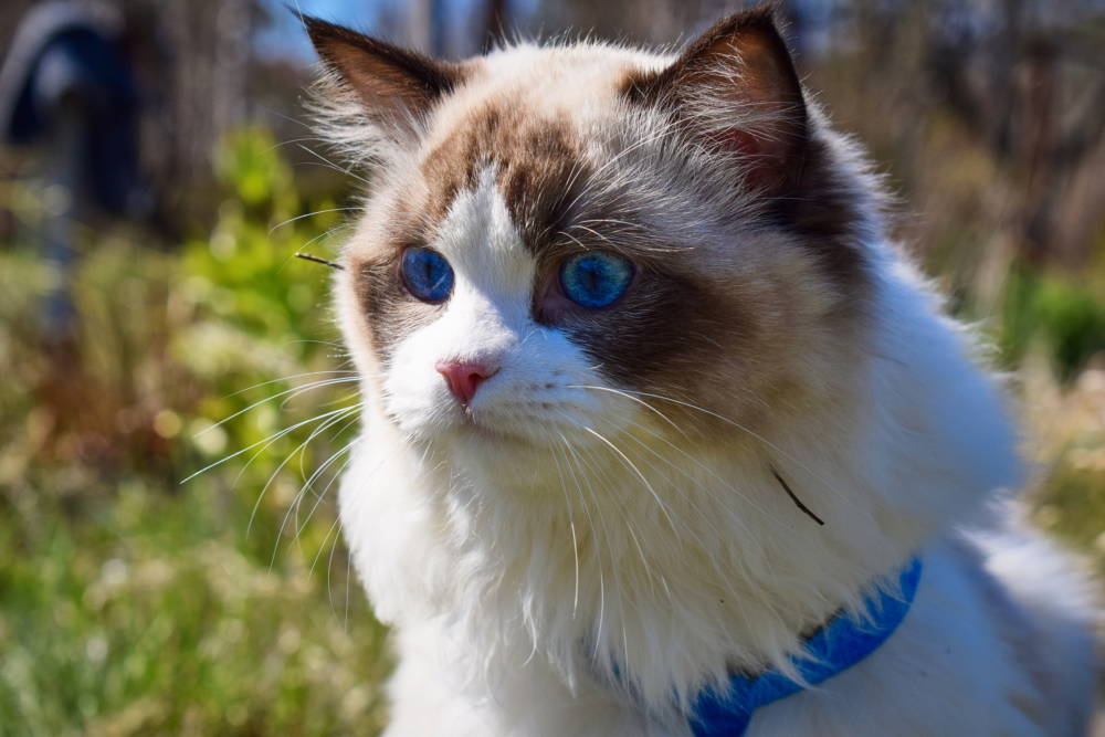 8 невероятно преданных пород кошек, которые спасут от одиночества даже самых несчастных людей