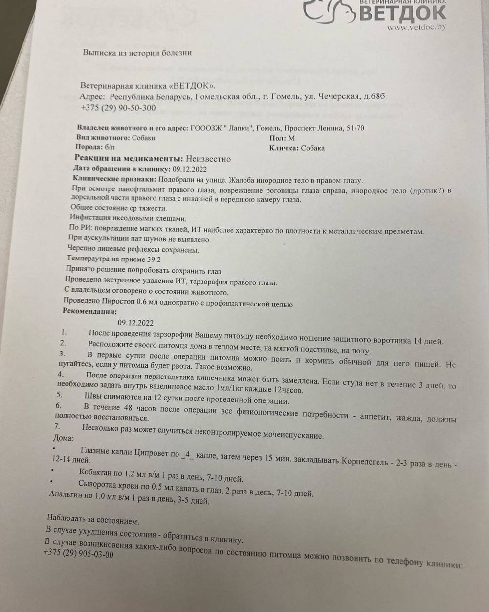 В Гомеле появился живодёр? Волонтёры спасли собаку, в которую стреляли  дротиком и попали в глаз