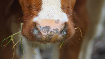 На Гомельщине зарегистрирован редкий случай бешенства домашней коровы