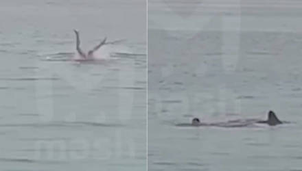 В Хургаде огромная акула съела 23-летнего россиянина на глазах у очевидцев