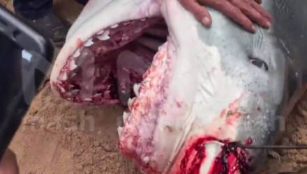 В Египте выловили тигровую акулу, которая съела молодого парня – только посмотрите на эту машину для убийства!