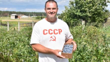Рождённый в СССР гомельчанин выращивает голубику-рекордсменку диаметром под два сантиметра