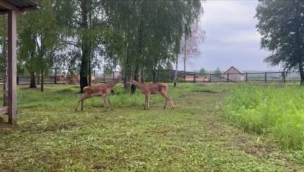 Найденные в лесу на Гомельщине оленята нашли свой дом в национальном парке "Припяцкий"