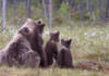 Медведица напала на белоруску в лесу, вопрос жизни и смерти решил громкий крик