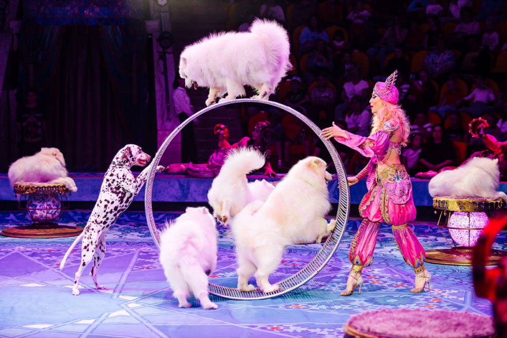 В Гомельском цирке прошла грандиозная премьера нового циркового шоу Гии Эрадзе «Песчаная сказка»  
