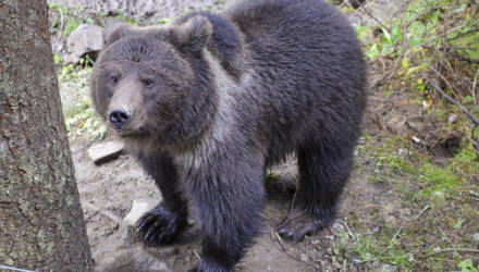 Помните медвежонка, которого спасли и отправили в Румынию? Разузнали о его судьбе