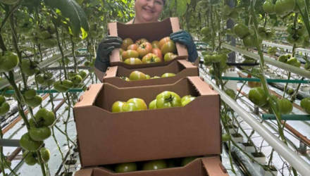 В торговую сеть Гомеля поступили помидоры нового урожая: только биометод и никакой химии!