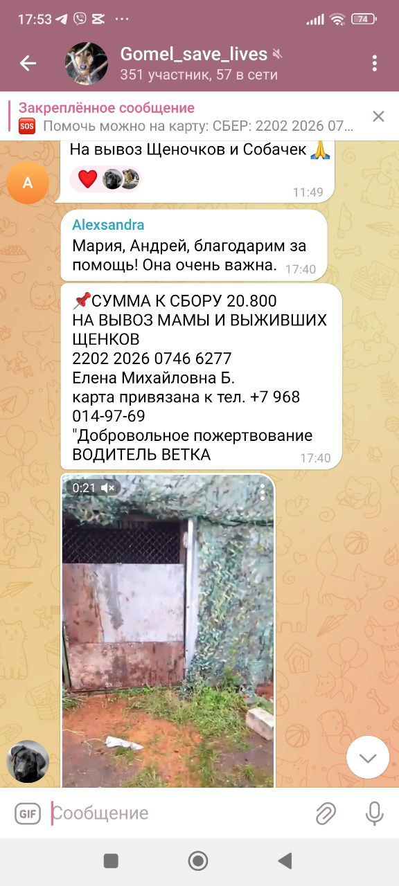 Сбор денег на собак Ветка