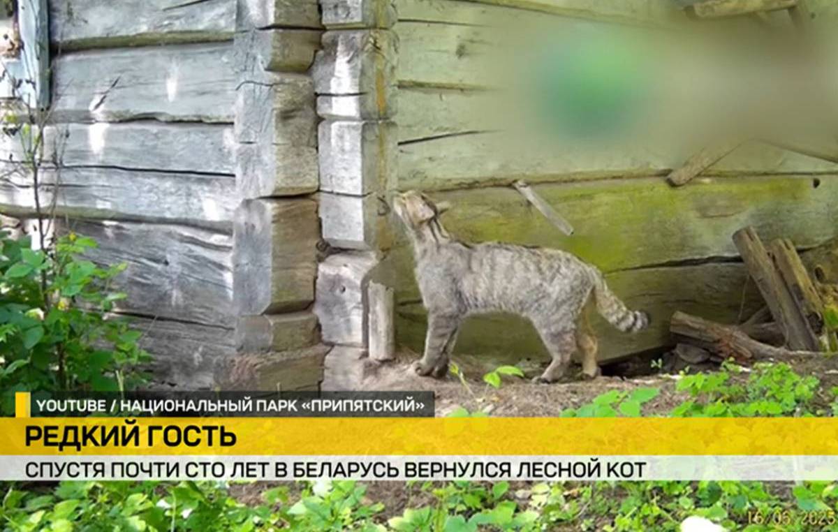 В нацпарк «Припятский» через 100 лет вернулся европейский лесной кот