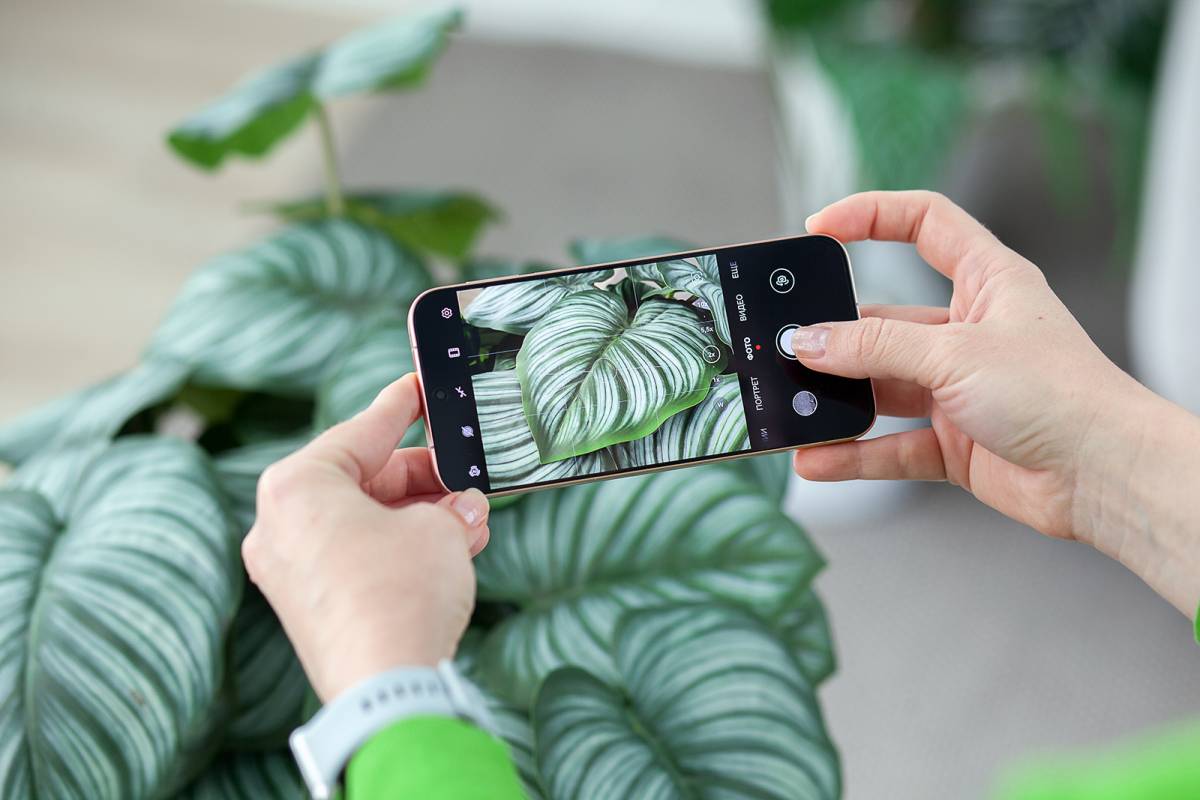 В Беларуси начались продажи флагманского смартфона Huawei Pura 80