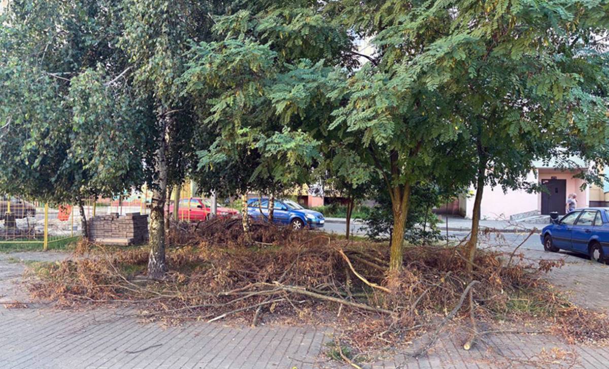 Прокуратура Гомеля потребовала устранить нарушения благоустройства: спиленные деревья, уборка шалашей и растительных отходов