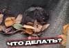 Обнаружили тело грызуна? Как правильно убрать и почему это опасно