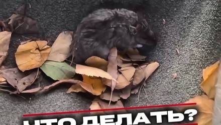 Обнаружили тело грызуна? Как правильно убрать и почему это опасно