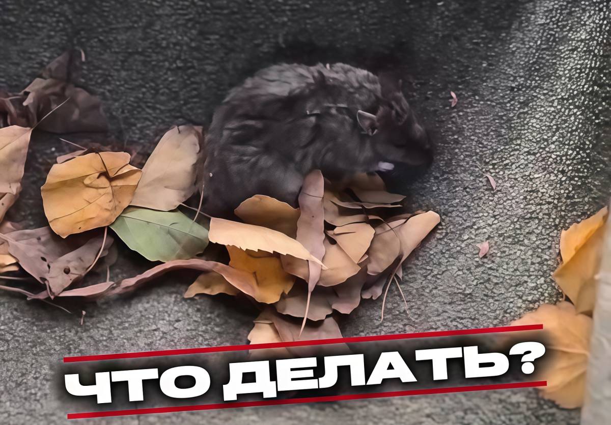 Обнаружили тело грызуна? Как правильно убрать и почему это опасно