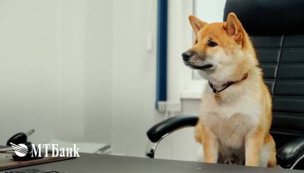 Лапки, уши и хвосты: МТБанк открыл благотворительный счет для помощи животным