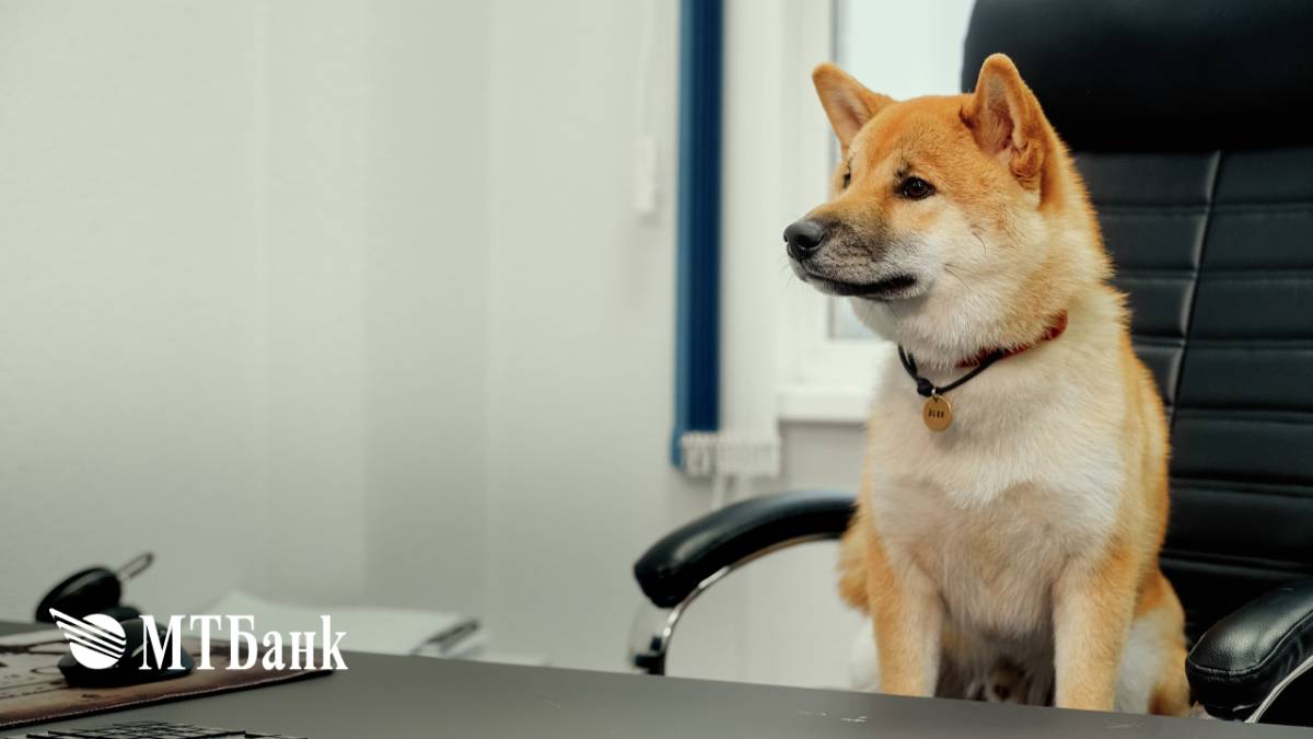 Лапки, уши и хвосты: МТБанк открыл благотворительный счет для помощи животным