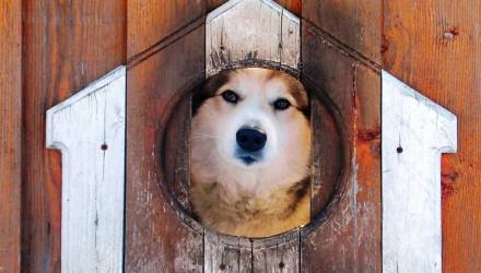 Овчарка покалечила мужчину в Добруше: суд присудил владельцу 30 тысяч рублей