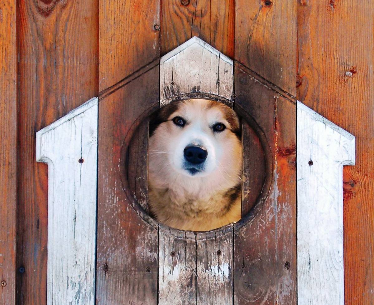 Овчарка покалечила мужчину в Добруше: суд присудил владельцу 30 тысяч рублей